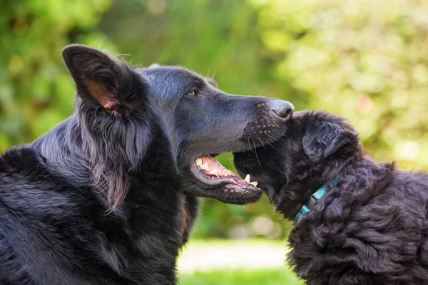 Alter Schäferhund hat den Kopf eines Welpen in der Schnauze — Stockfoto