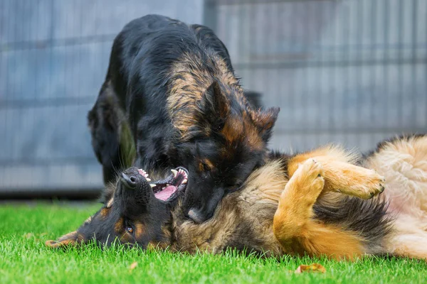 Dos perros pastor alemán peleando —  Fotos de Stock