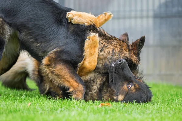 eski Alman çoban köpekleri kavga
