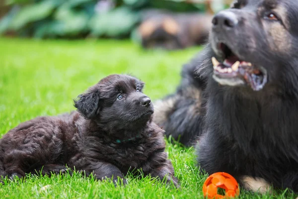 芝生の上の子犬のジャーマン ・ シェパード — ストック写真