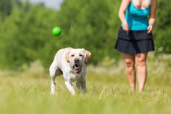 Rijpe vrouw speelt met een labrador buitenshuis — Stockfoto