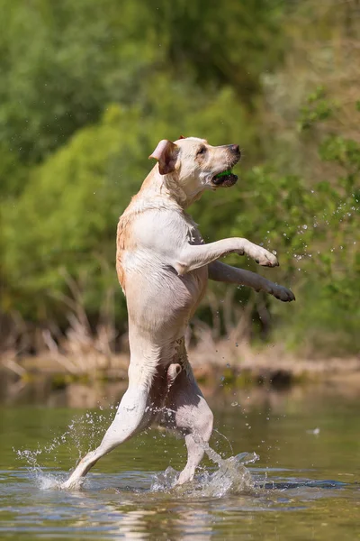 Labrador salta en un lago — Foto de Stock