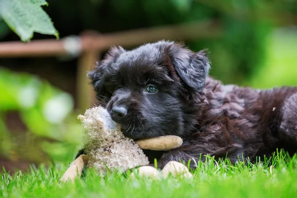 Old German shepherd puppy plays with a soft toy — Stock Photo, Image