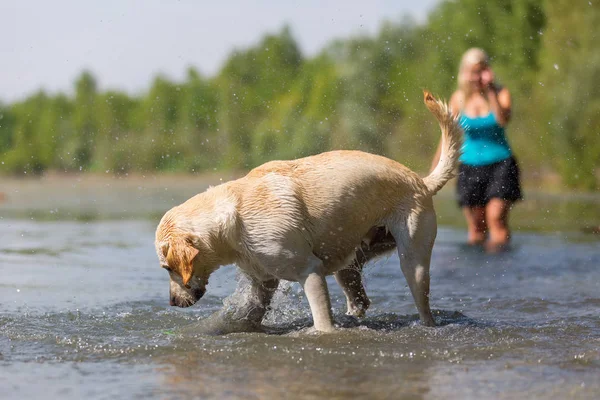 Starsza kobieta odgrywa z labrador w jeziorze — Zdjęcie stockowe