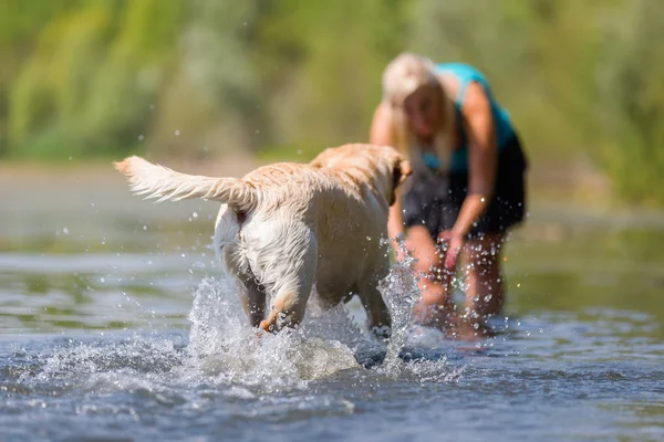 Wanita dewasa bermain dengan labrador di danau — Stok Foto