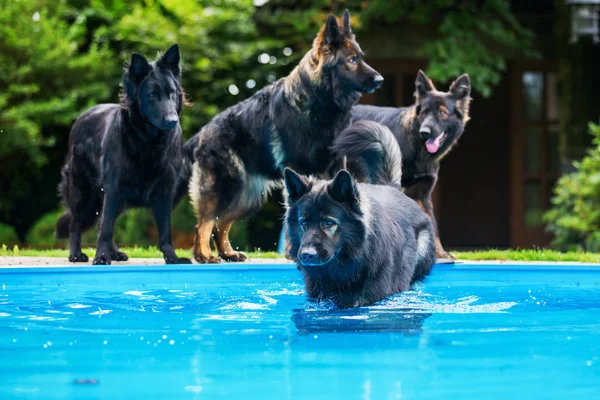 Pakke med gamle tyske hyrdehunde ved poolen - Stock-foto