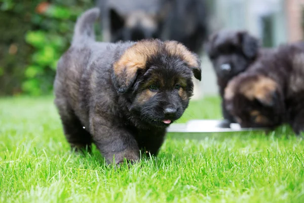 eski Alman çoban köpek yavrusu'nın bahçesinde