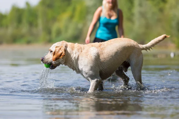 Wanita dewasa bermain dengan labrador di danau — Stok Foto