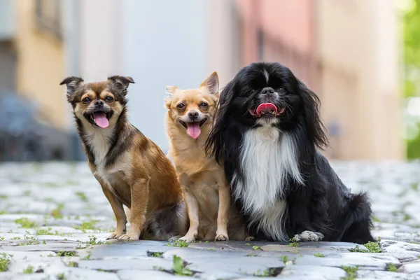 Три маленькі собаки, що сидять на камінцях — стокове фото