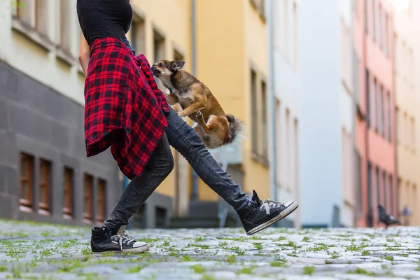 Маленький собака піднімається на ногу молодої жінки — стокове фото