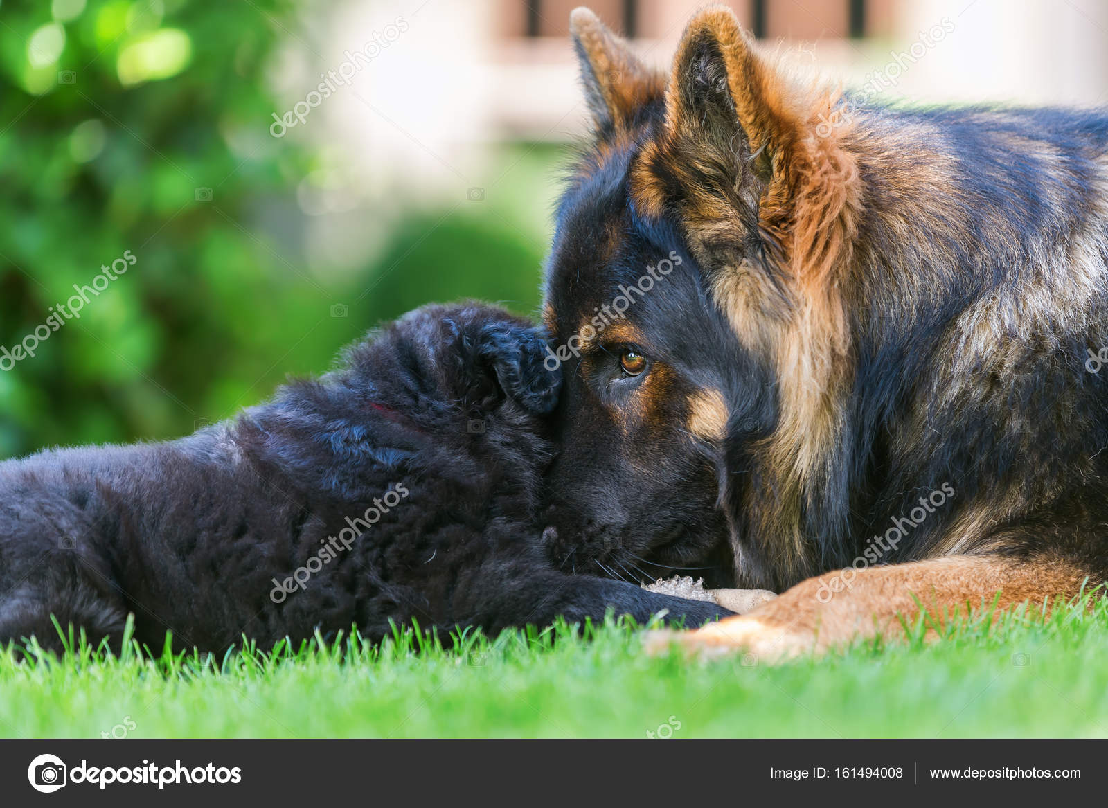 Chien De Berger Allemand Adulte Câlins Avec Un Chiot