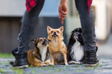 genç kadın bir komut üç küçük köpeklere veriyor.