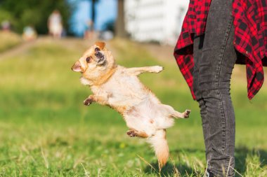 Chihuahua köpek bir kadının önünde atlar