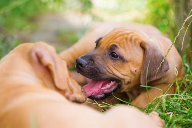 Rodezya ridgeback kukla çayır üzerinde