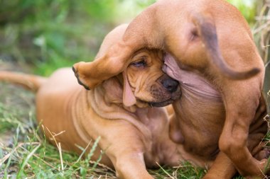 Rodezya ridgeback kukla çayır üzerinde