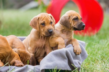 bir sepet içinde oturan Rodezya ridgeback kukla