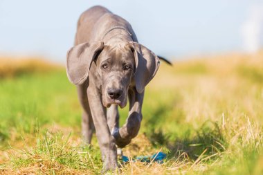 Danua köpek yavrusu bir ülke yolda çalışır