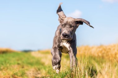 Danua köpek yavrusu bir ülke yolda çalışır