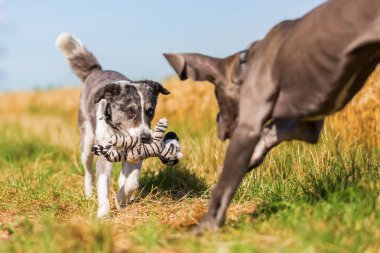 Danua köpek yavrusu ve açık havada oynayan Avustralyalı çoban