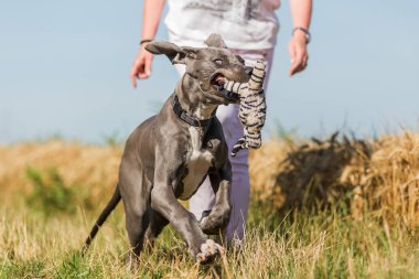 Danua köpek yavrusu bir ülke yolda çalışır