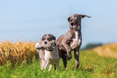 Danua köpek yavrusu ve açık havada oynayan Avustralyalı çoban