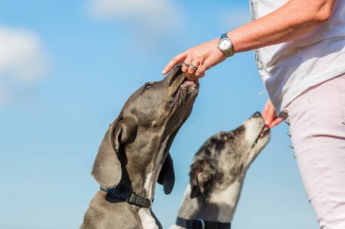 kadın iki köpek bir ziyafet verir.