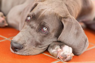 Danua köpek yere yatıyor