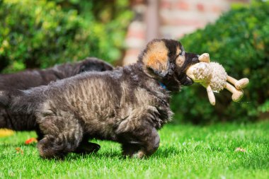 eski Alman çoban köpek yavrusu bahçede çalış