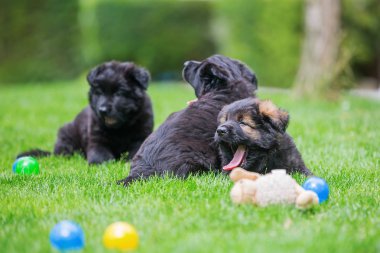 üç eski Alman kurdu yavruları çim üzerinde yalan