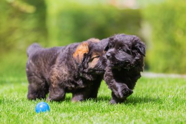 ' ın bahçesinde iki eski Alman kurdu yavruları
