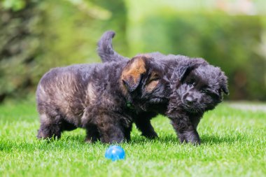 ' ın bahçesinde iki eski Alman kurdu yavruları