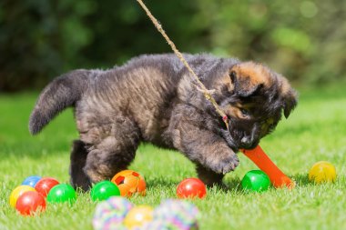 eski Alman çoban köpek yavrusu bir flört aracıyla çalış