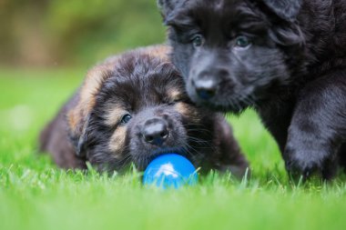 ' ın bahçesinde iki eski Alman kurdu yavruları