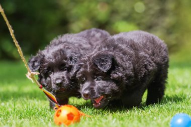 eski Alman çoban köpekleri bir flört aracı ile oynamak
