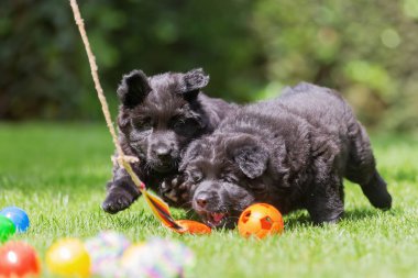 eski Alman çoban köpekleri bir flört aracı ile oynamak