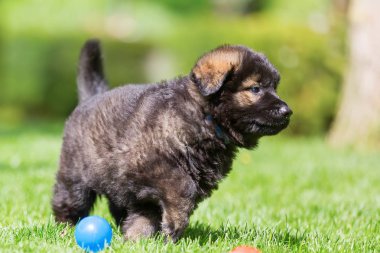 eski Alman çoban köpek yavrusu'nın bahçesinde