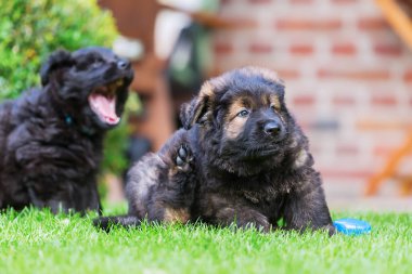 eski Alman çoban köpek yavrusu kendini kulak çizikler