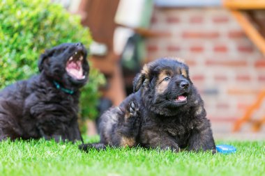 eski Alman çoban köpek yavrusu kendini kulak çizikler
