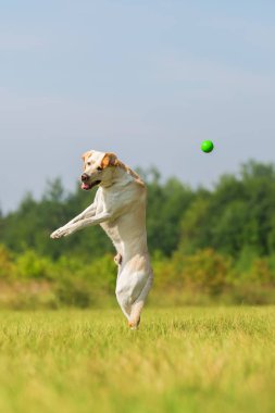 Labrador atlar bir top