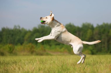 Labrador atlar bir top