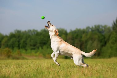 Labrador atlar bir top