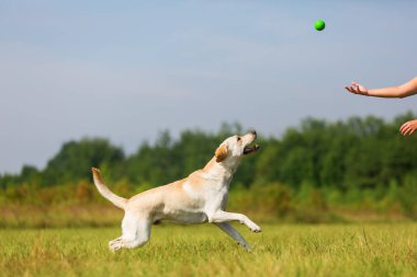 Olgun kadın bir labrador ile açık havada çalış