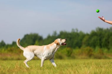 Olgun kadın bir labrador ile açık havada çalış