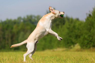 Labrador atlar bir top