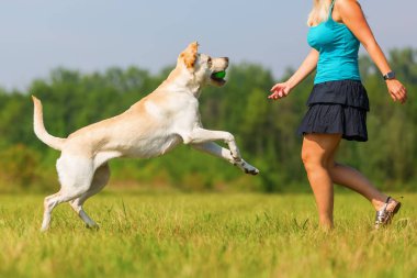 Olgun kadın bir labrador ile açık havada çalış