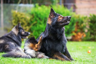 eski Alman çoban çimenlerin üzerine oturur