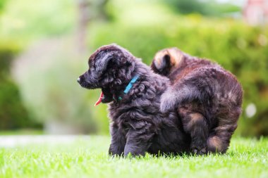iki eski Alman kurdu yavruları portresi