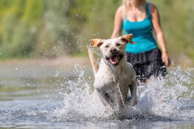 Olgun kadın gölde bir labrador çalış