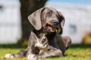 Danua köpek domuz kulak kemikleri