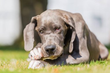 Danua köpek domuz kulak kemikleri